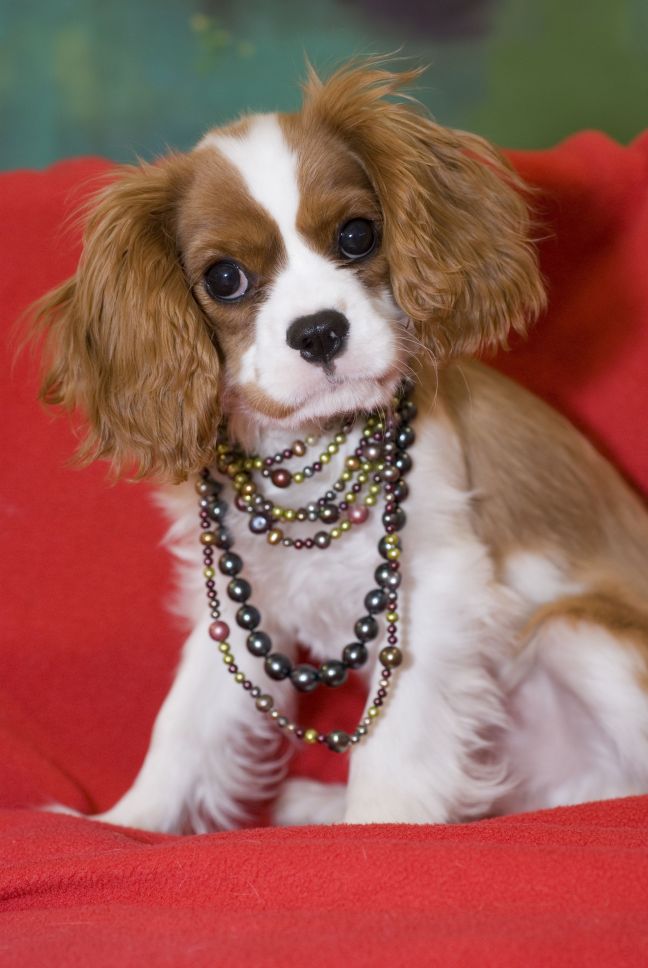 Dog-Jewellery.jpg
